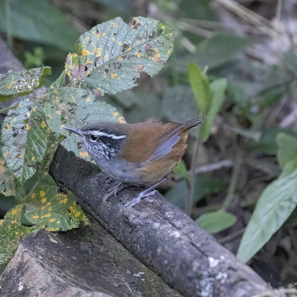隐林鹩(Henicorhina anachoreta)
