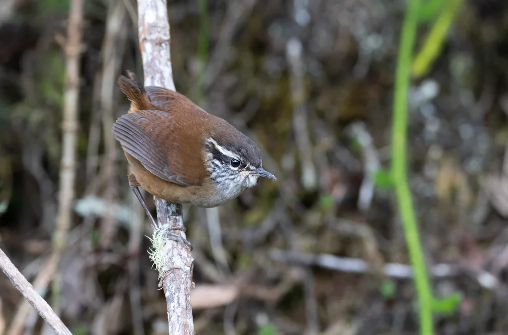 隐林鹩(Henicorhina anachoreta)