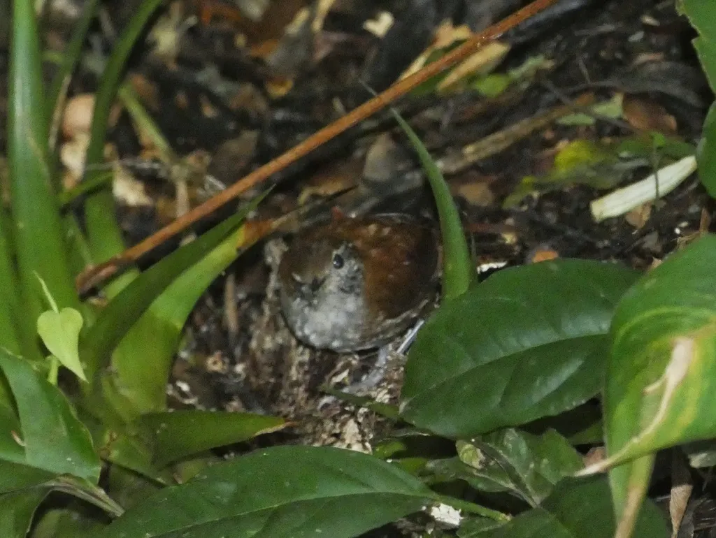 灰胸林鹩(Henicorhina leucophrys)