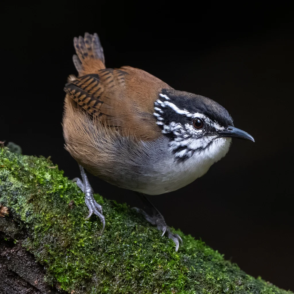 白胸林鹩（Henicorhina leucosticta）