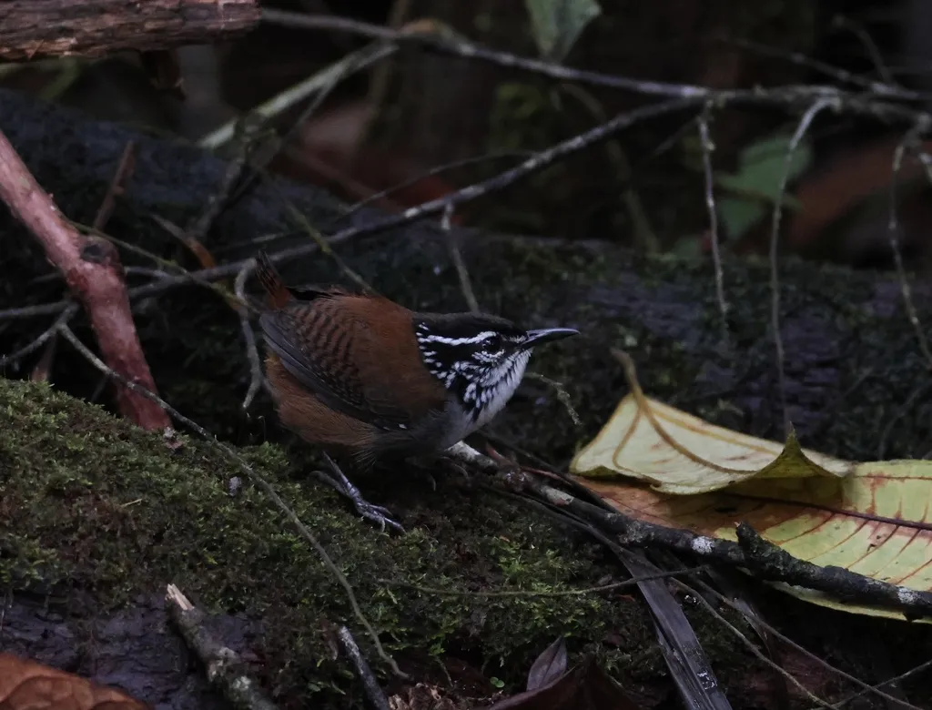 白胸林鹩（Henicorhina leucosticta）