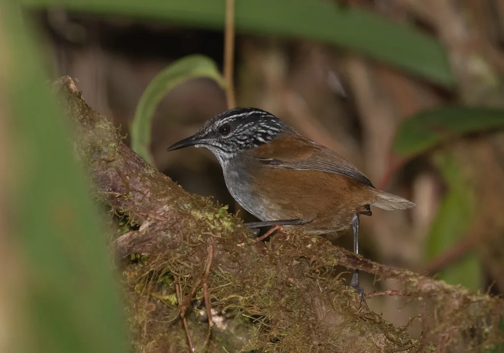 斑腹林鹩(Henicorhina negreti)