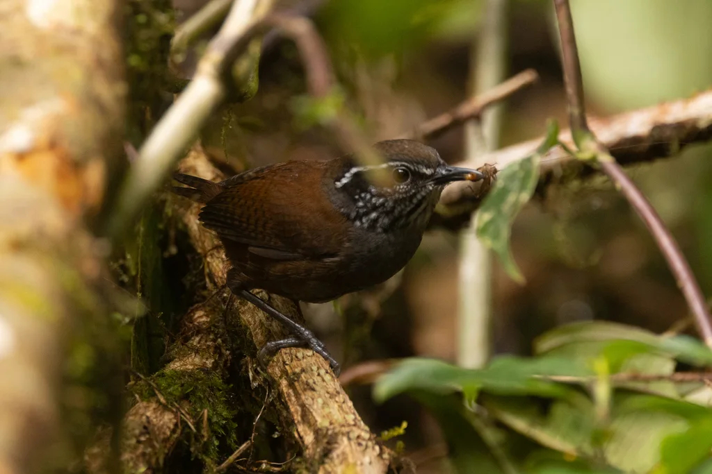 斑腹林鹩(Henicorhina negreti)