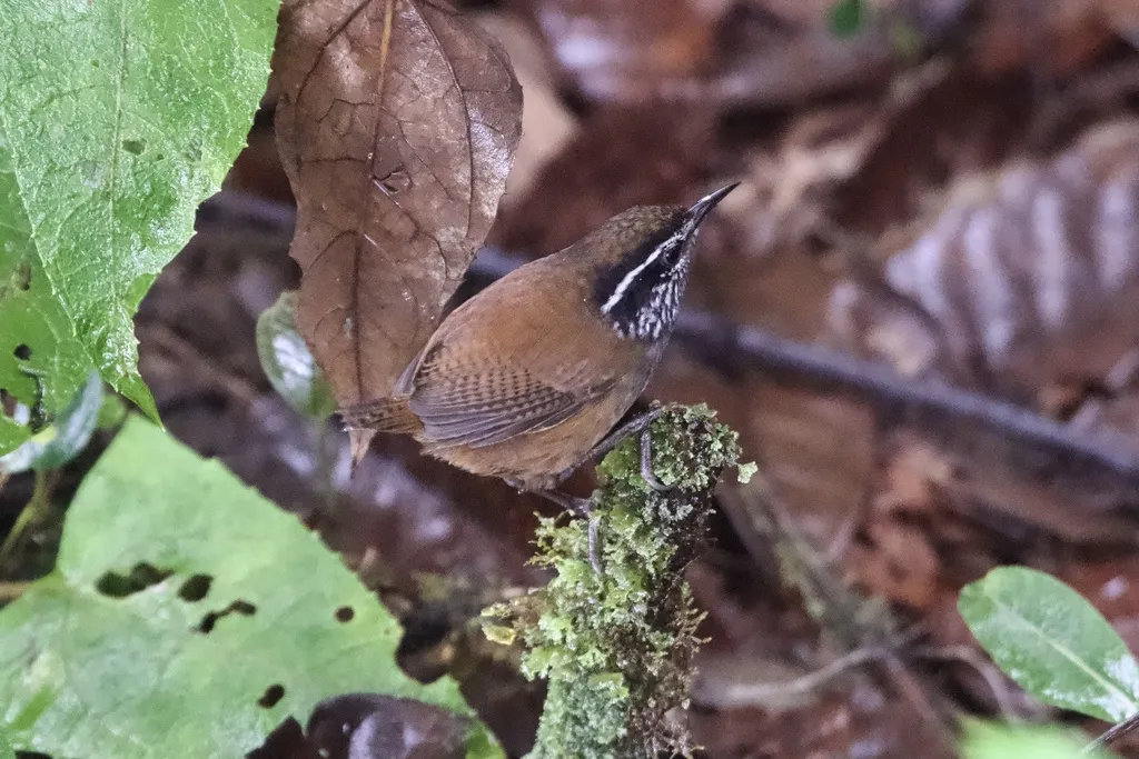 斑腹林鹩(Henicorhina negreti)