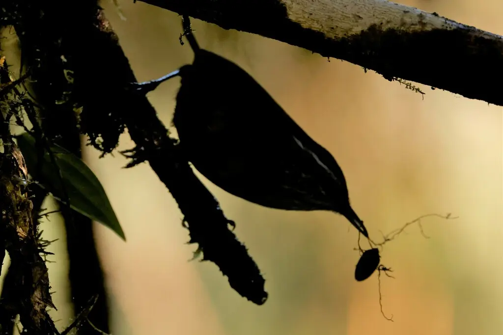 斑腹林鹩(Henicorhina negreti)