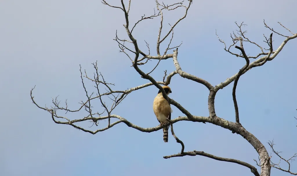 笑隼(Herpetotheres cachinnans)