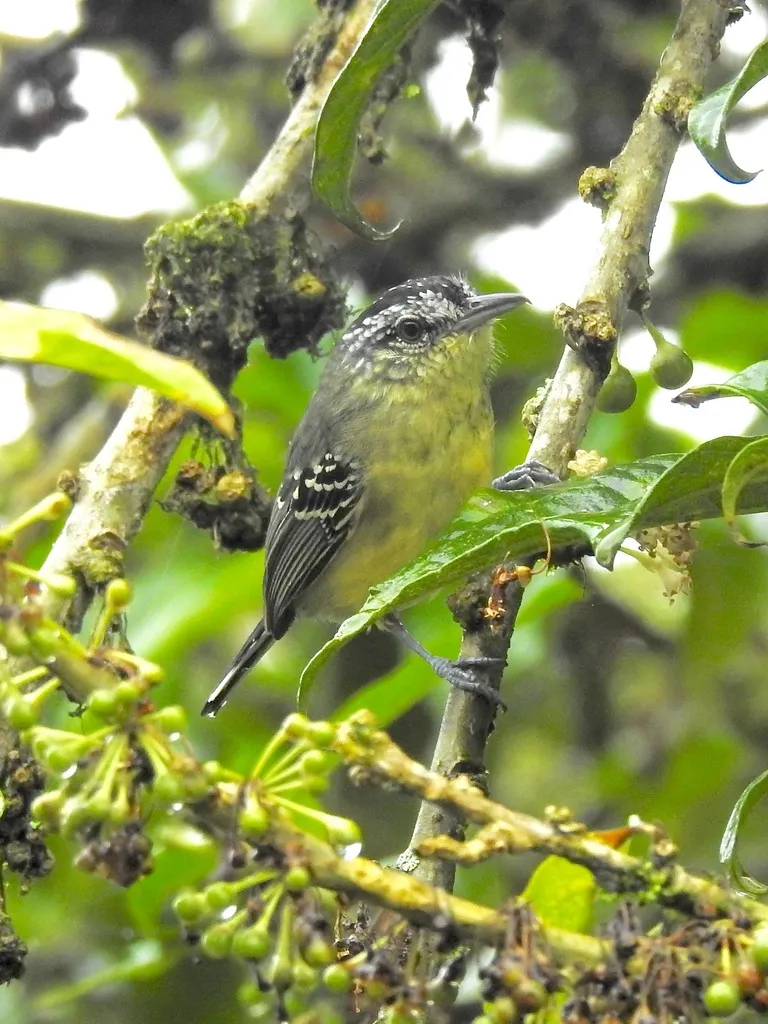 黄胸蚁鹩(Herpsilochmus axillaris)