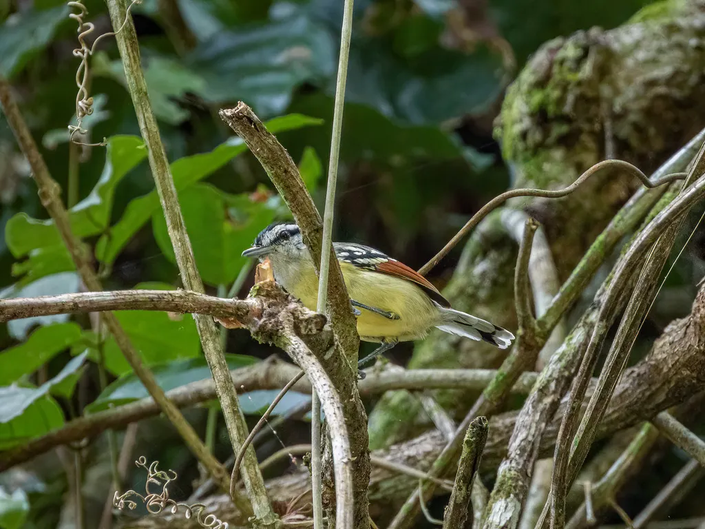 北棕翅蚁鹩(Herpsilochmus frater)