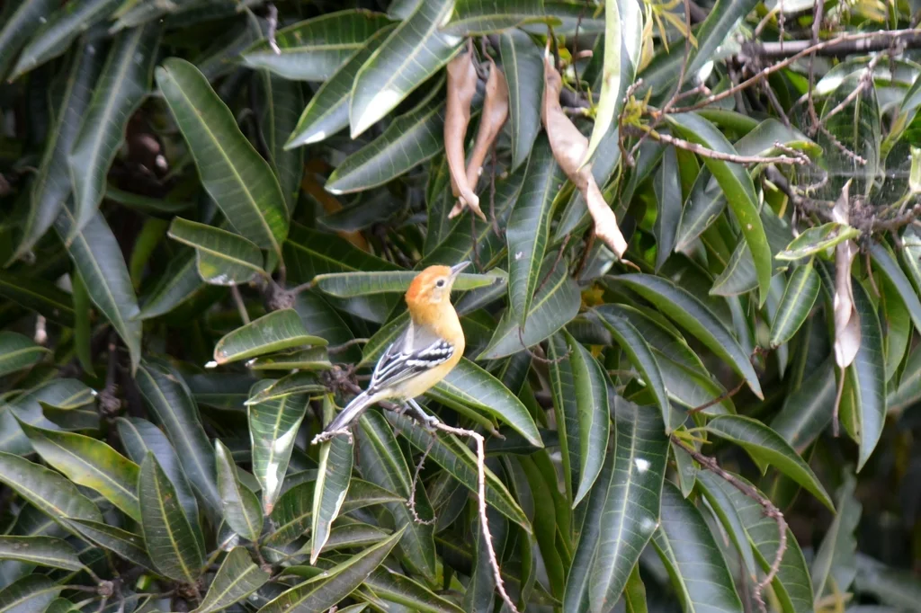 大嘴蚁鹩(Herpsilochmus longirostris)