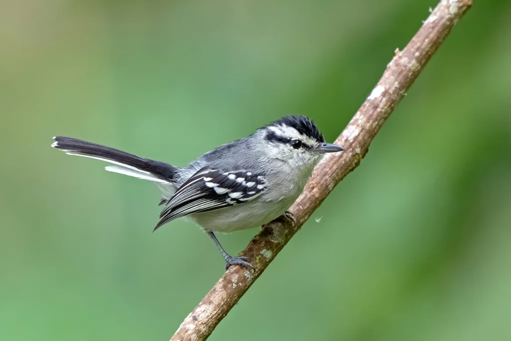 白腹蚁鹩(Herpsilochmus motacilloides)