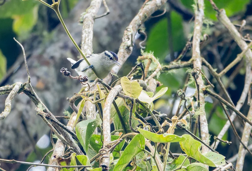 白腹蚁鹩(Herpsilochmus motacilloides)