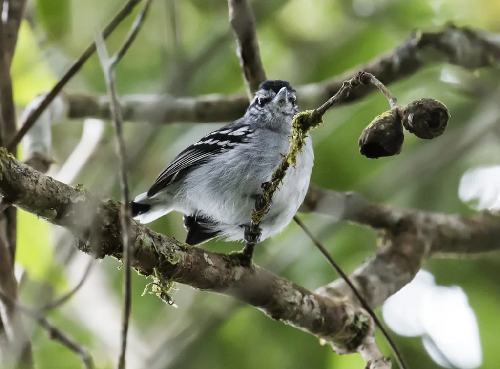 灰喉蚁鹩(Herpsilochmus parkeri)