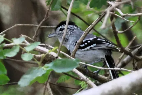 饰胸蚁鹩