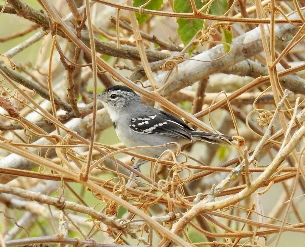 饰胸蚁鹩（Herpsilochmus pectoralis）