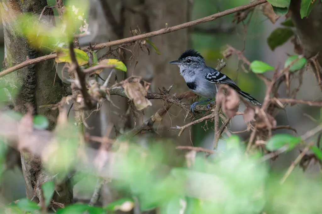 饰胸蚁鹩（Herpsilochmus pectoralis）