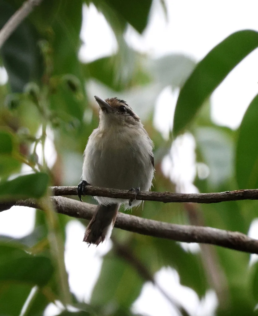 棕额蚁鹩(Herpsilochmus praedictus)