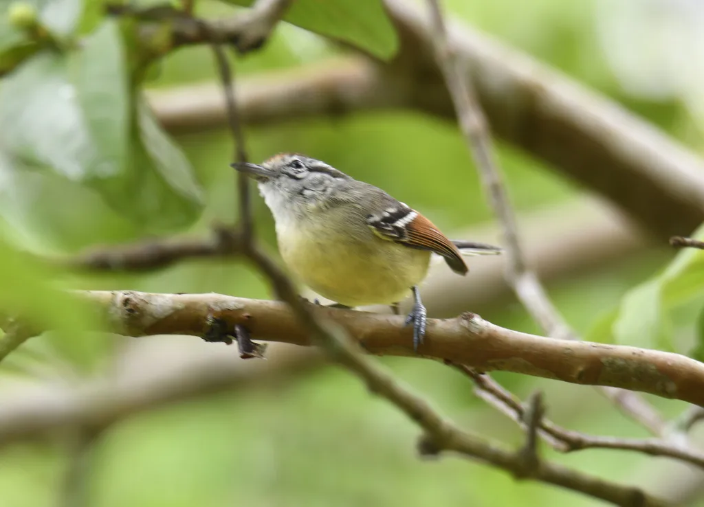 棕翅蚁鹩(Herpsilochmus rufimarginatus)