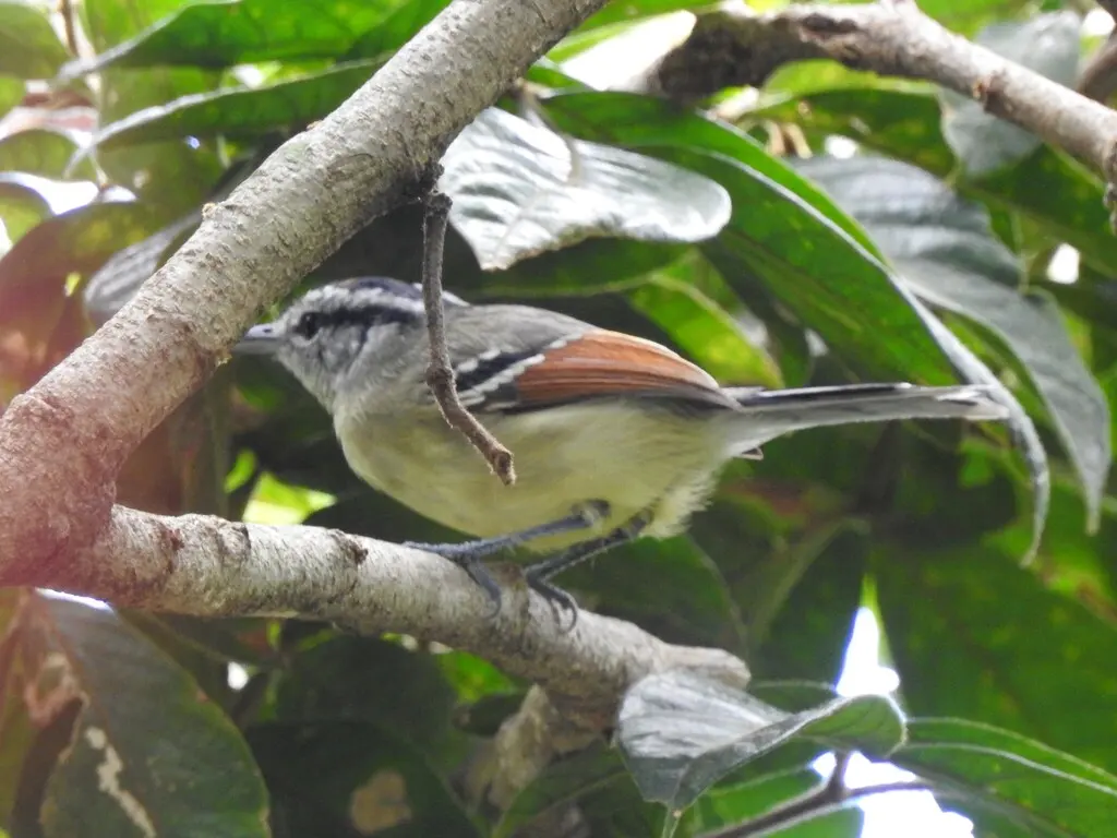 棕翅蚁鹩(Herpsilochmus rufimarginatus)