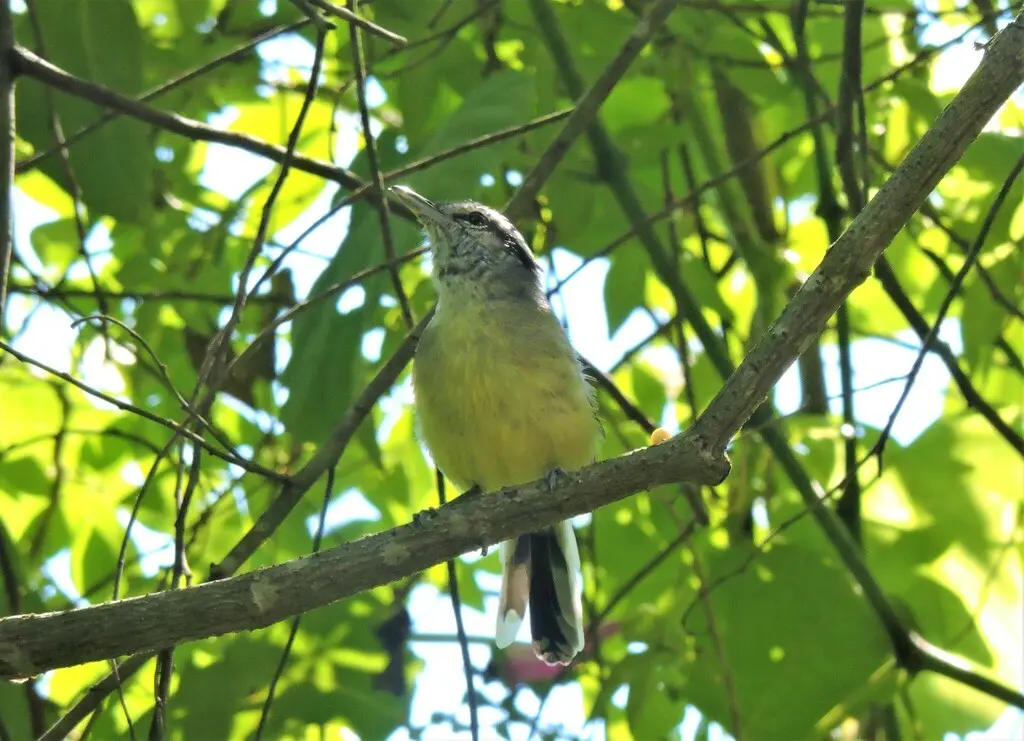 棕翅蚁鹩(Herpsilochmus rufimarginatus)