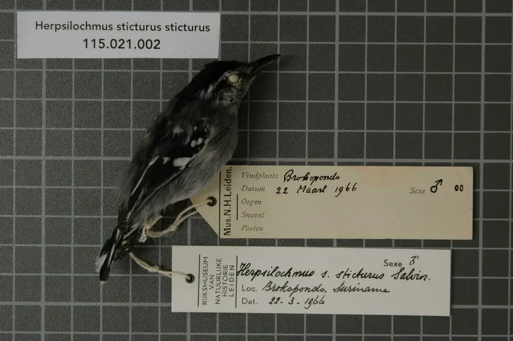 点斑尾蚁鹩(Herpsilochmus sticturus)