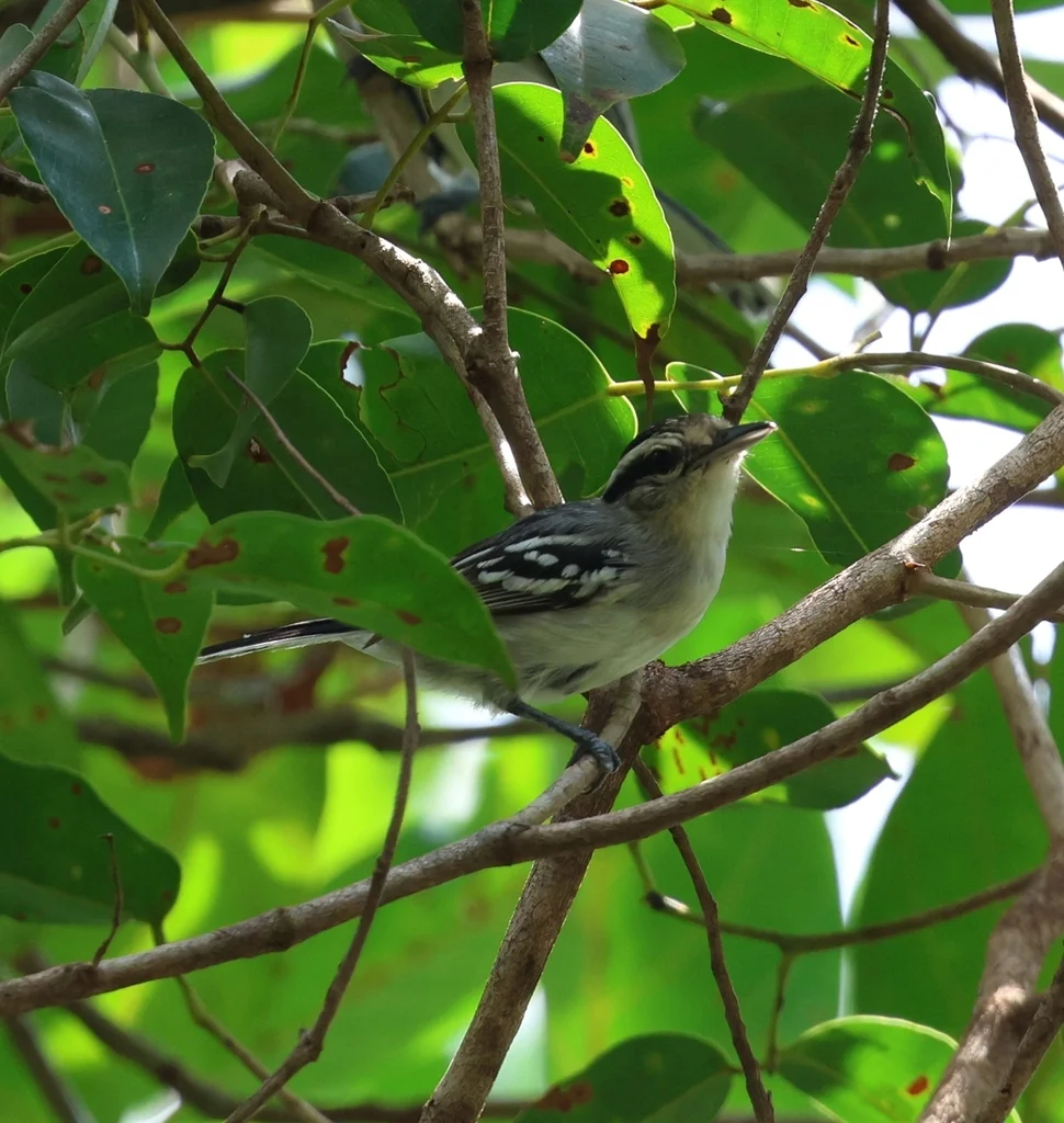 白喉蚁鹩(Herpsilochmus stotzi)