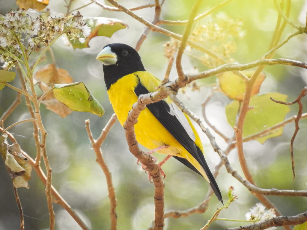 黑头锡嘴雀(Hesperiphona abeillei)
