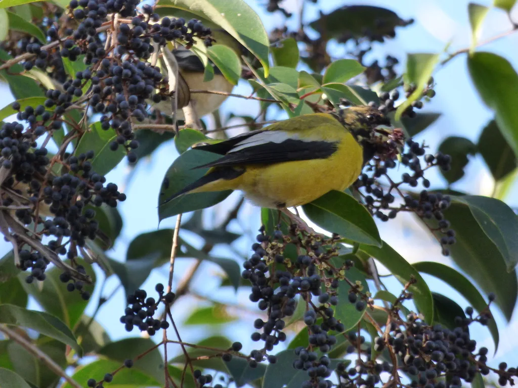 黑头锡嘴雀(Hesperiphona abeillei)