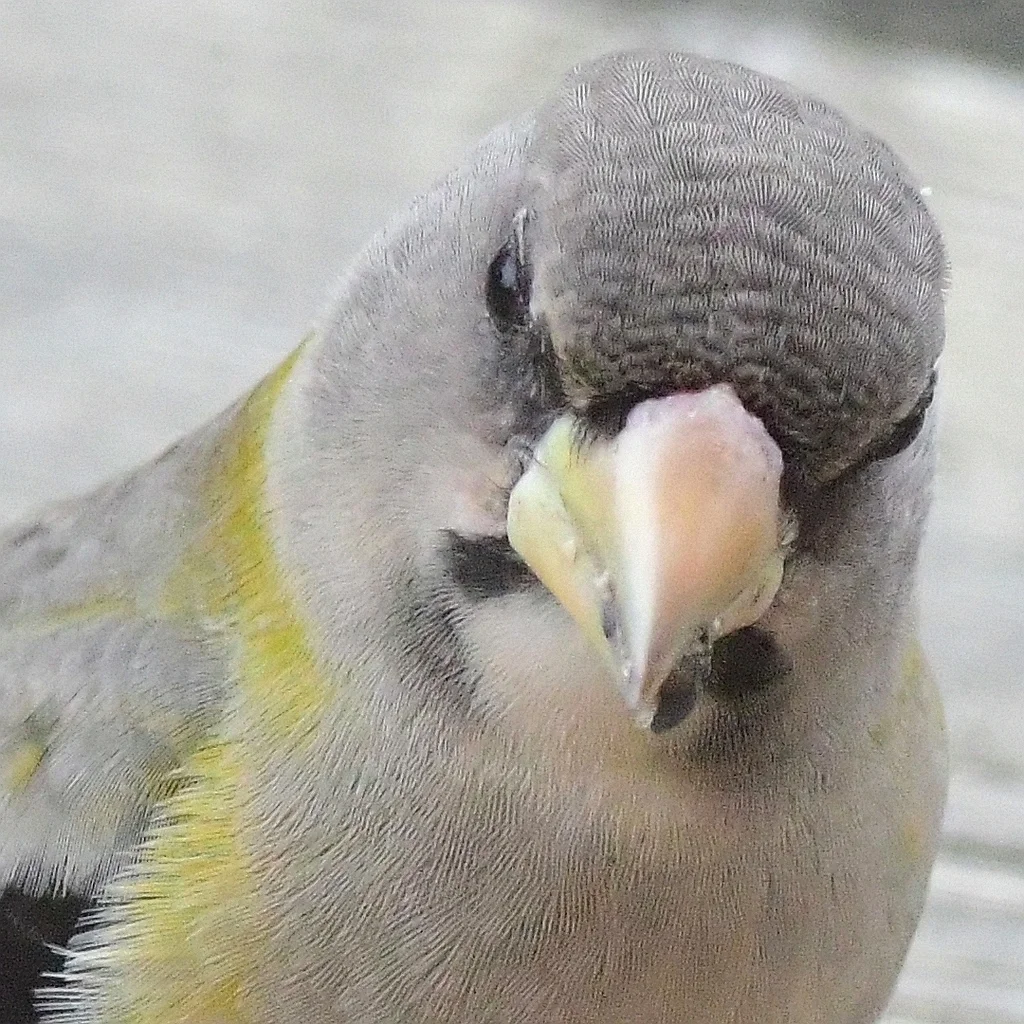 黄昏锡嘴雀(Hesperiphona vespertina)