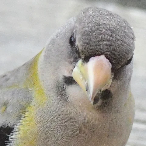 黄昏锡嘴雀