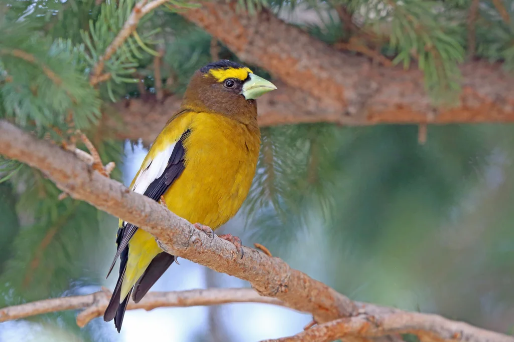 黄昏锡嘴雀(Hesperiphona vespertina)