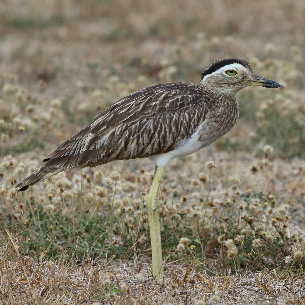 双纹石鸻（Hesperoburhinus bistriatus）
