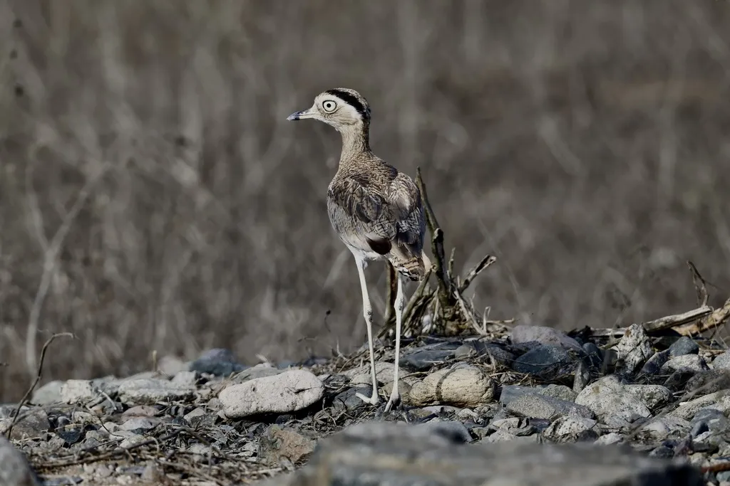 秘鲁石鸻(Hesperoburhinus superciliaris)