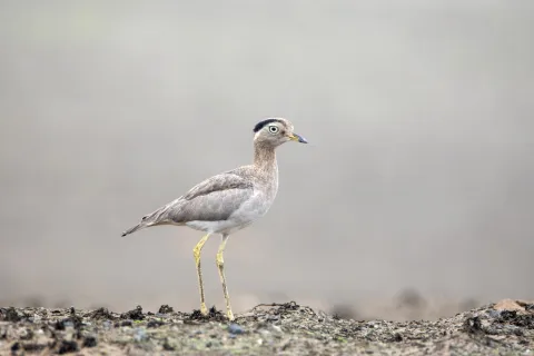 秘鲁石鸻