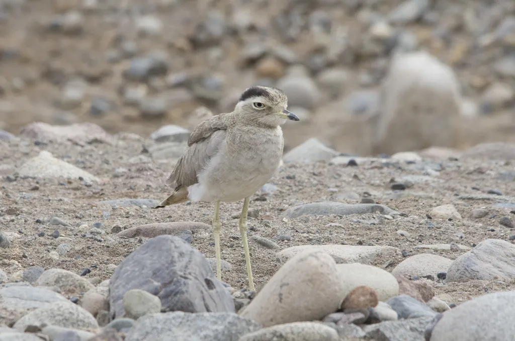 秘鲁石鸻(Hesperoburhinus superciliaris)