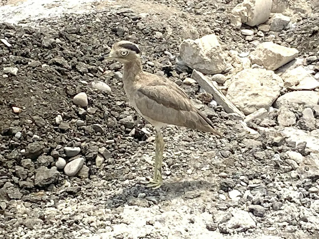 秘鲁石鸻(Hesperoburhinus superciliaris)