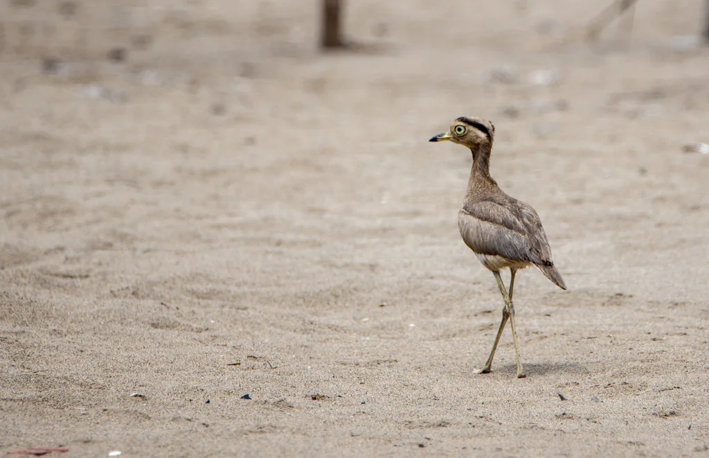 秘鲁石鸻(Hesperoburhinus superciliaris)