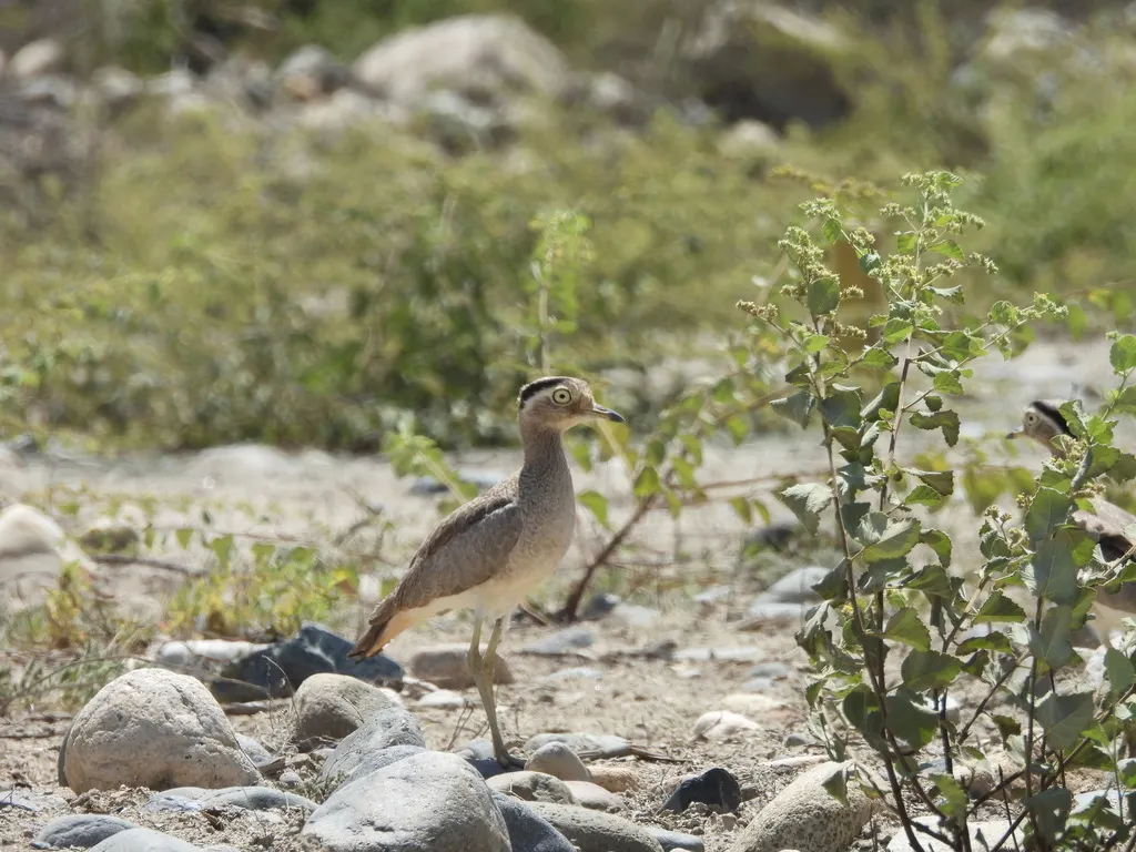秘鲁石鸻(Hesperoburhinus superciliaris)