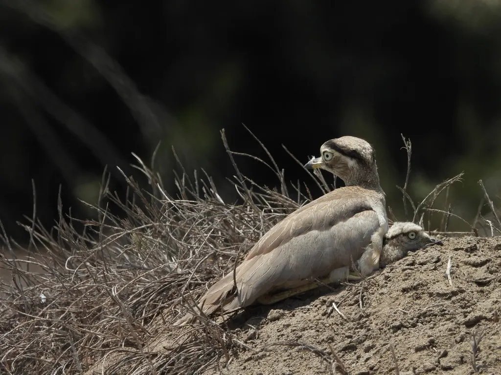 秘鲁石鸻(Hesperoburhinus superciliaris)