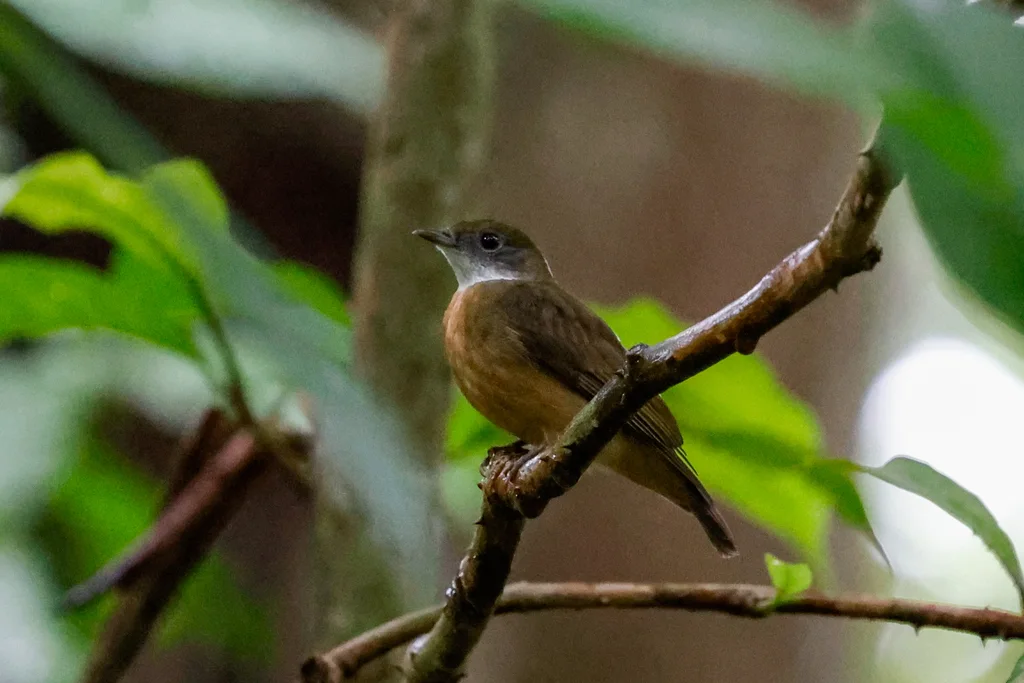 橙顶娇鹟(Heterocercus aurantiivertex)