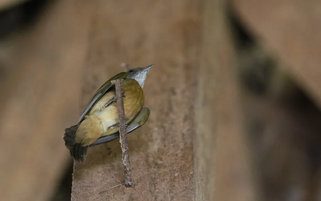 橙顶娇鹟(Heterocercus aurantiivertex)