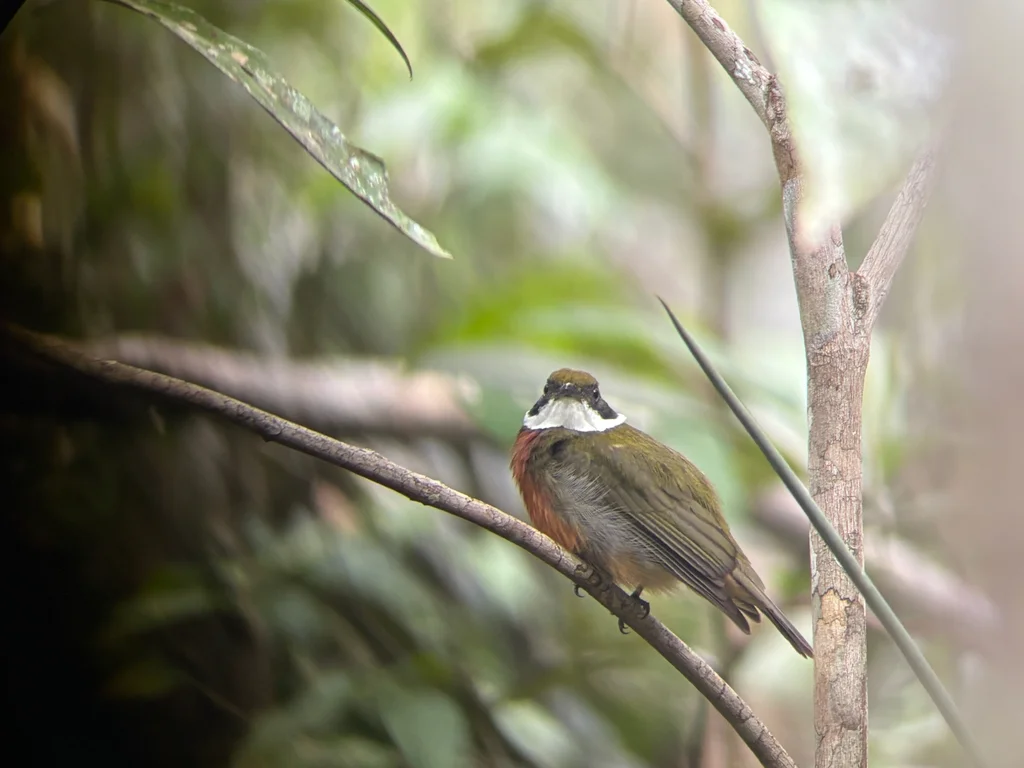 黄顶娇鹟(Heterocercus flavivertex)