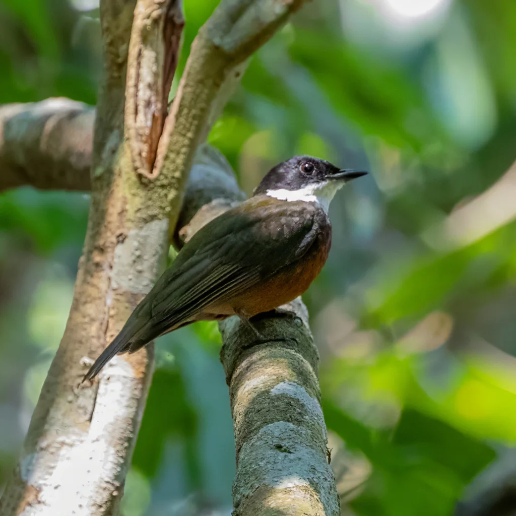 赤顶娇鹟(Heterocercus linteatus)