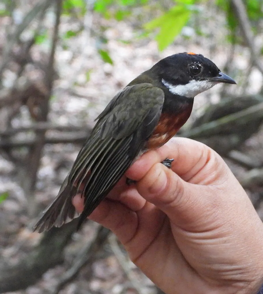 赤顶娇鹟(Heterocercus linteatus)