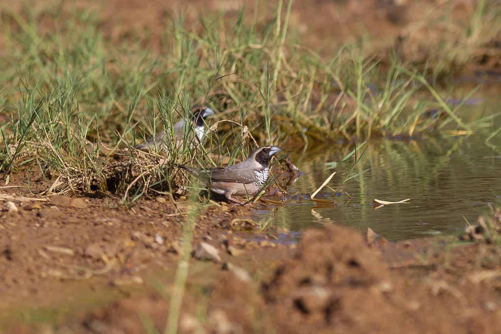 斑胸文鸟(Heteromunia pectoralis)
