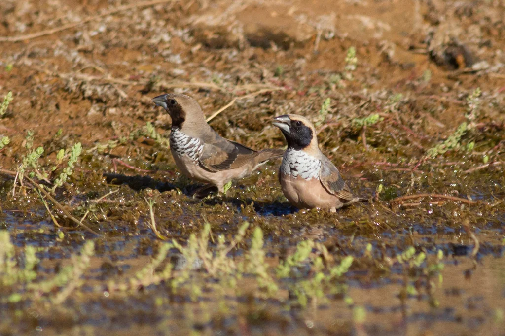 斑胸文鸟(Heteromunia pectoralis)