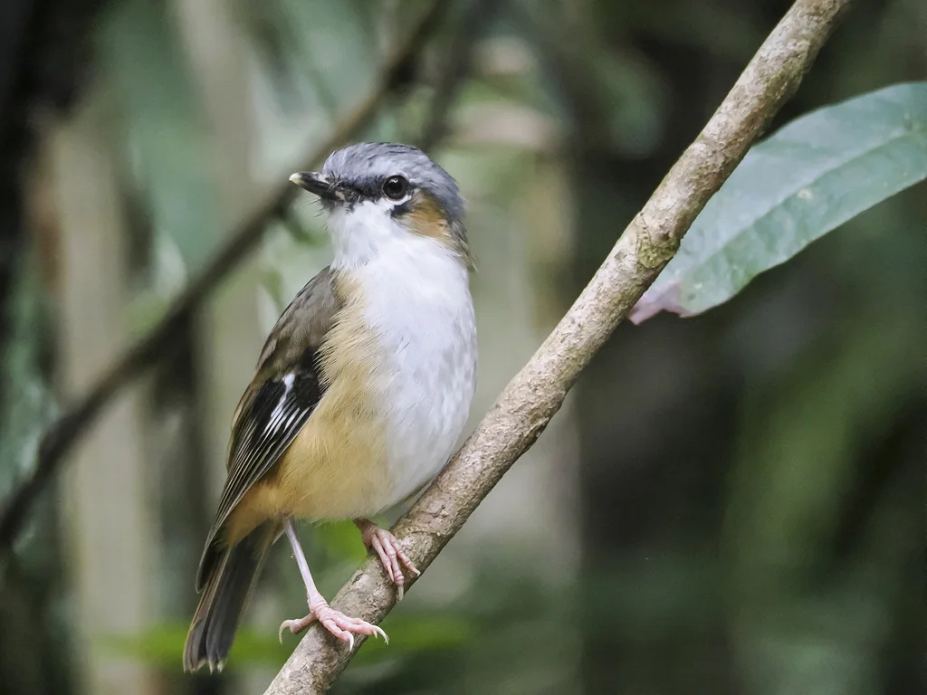 灰头丛鹟（Heteromyias cinereifrons）