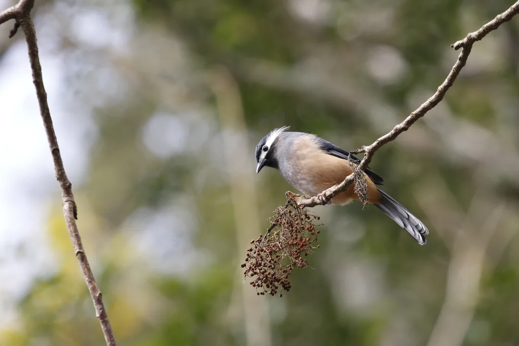 白耳奇鹛(Heterophasia auricularis)