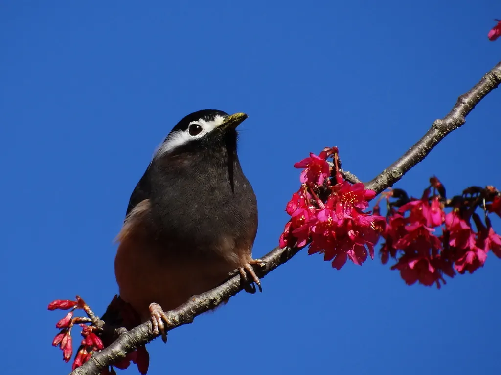 白耳奇鹛(Heterophasia auricularis)