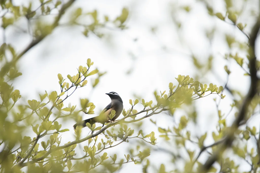 白耳奇鹛(Heterophasia auricularis)