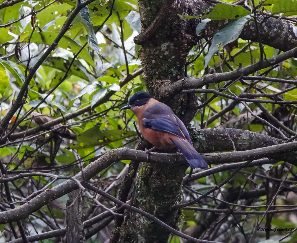 黑顶奇鹛(Heterophasia capistrata)